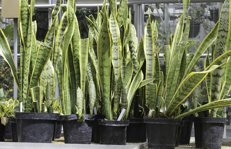 Enlace Color, Height, and Privacy with Premium Tall Potted Plant Options