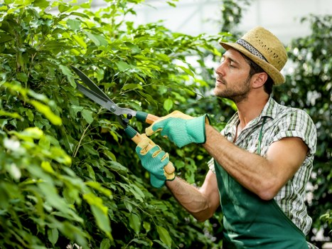 A male gardener wearing a straw hat, green gardening gloves, and a checked shirt is trimming a dense green hedge in a well-maintained outdoor garden space. The hedge consists of lush foliage with bright green leaves, bordered by a smooth stone or concrete pathway and a lawn area with dense, healthy grass. In the background, there are trees and other shrubbery, suggesting a spacious and landscaped backyard or front garden area typical of Northolt. The scene is captured on a clear, sunny day with natural light highlighting the vibrancy of the plants and the gardener's focused expression as he uses garden shears to shape the hedge. The environment emphasizes attentive outdoor maintenance, which aligns with professional gardening services offered by Gardener Northolt in the local vicinity, incorporating natural tones and well-organized garden elements in a suburban setting.